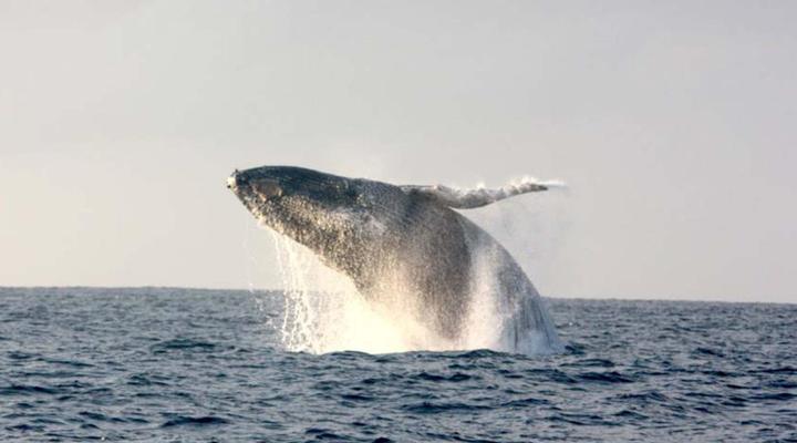 Ponta do Ouro Self Catering Houses and Resort