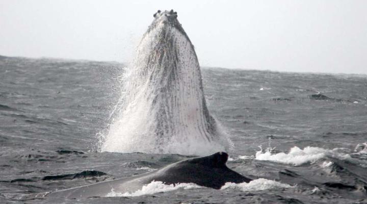 Ponta do Ouro Self Catering Houses and Resort