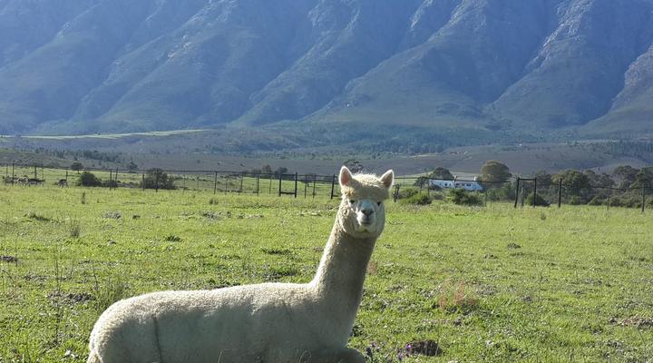Fynbos Guest Farm & Animal Sanctuary