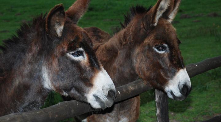Fynbos Guest Farm & Animal Sanctuary