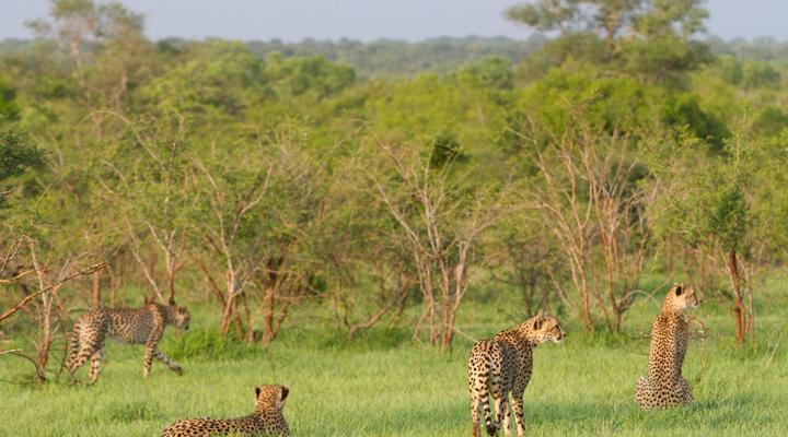 Buffelshoek Tented Camp
