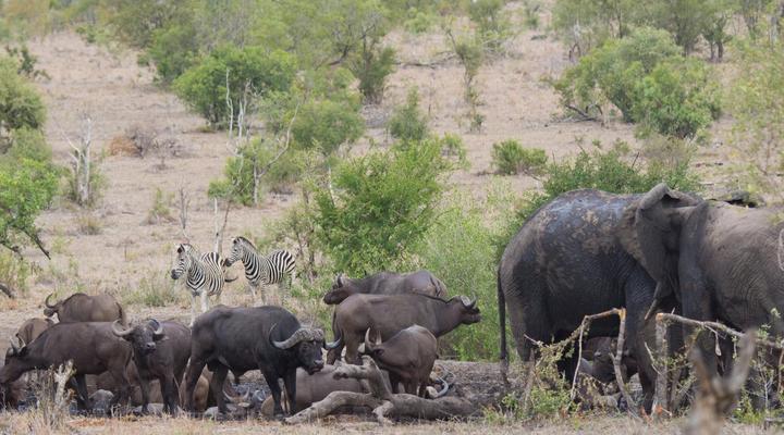 Buffelshoek Tented Camp