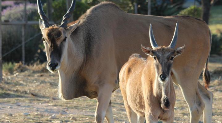 Bo Kouga Mountain Retreat
