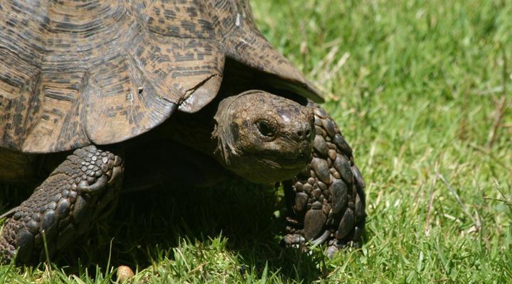 Buitenstekloof Mountain Cottages