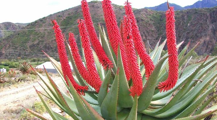 Matjiesvlei Guest Farm