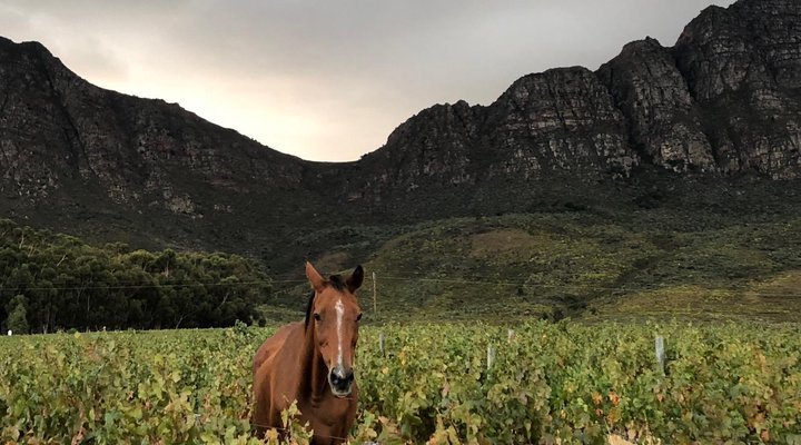 Oude Compagnies Post