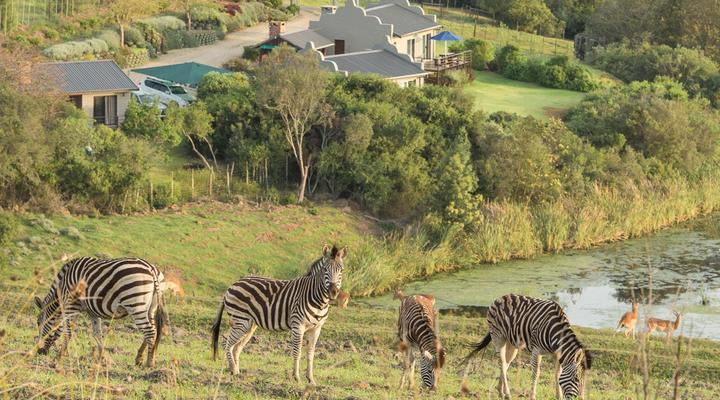 Hakuna Matata Game Farm