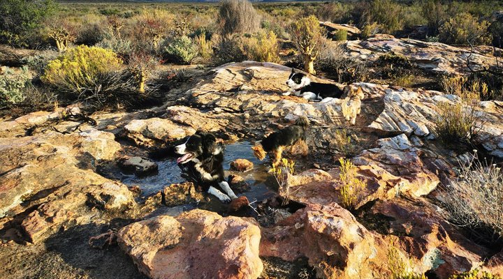 Zwartkop Guestfarm