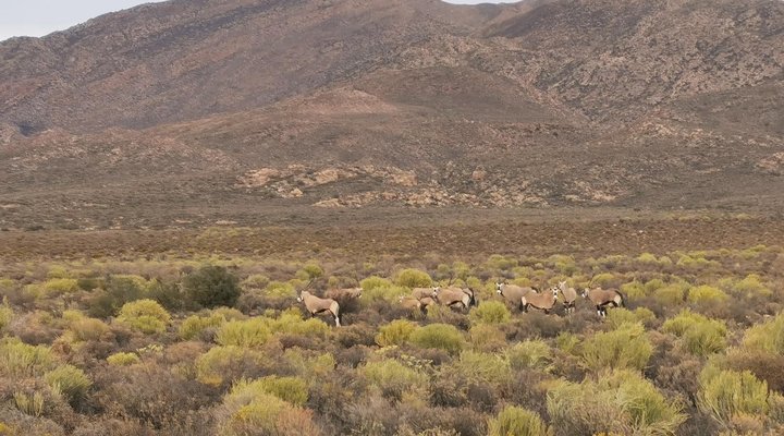 Zwartkop Guestfarm