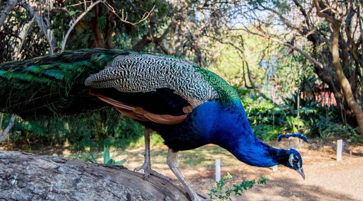 Shangrila-Innibos Country Lodge Hartbeespoortdam