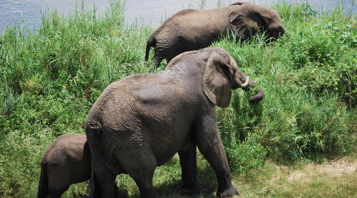 Henk van Rooyen Park