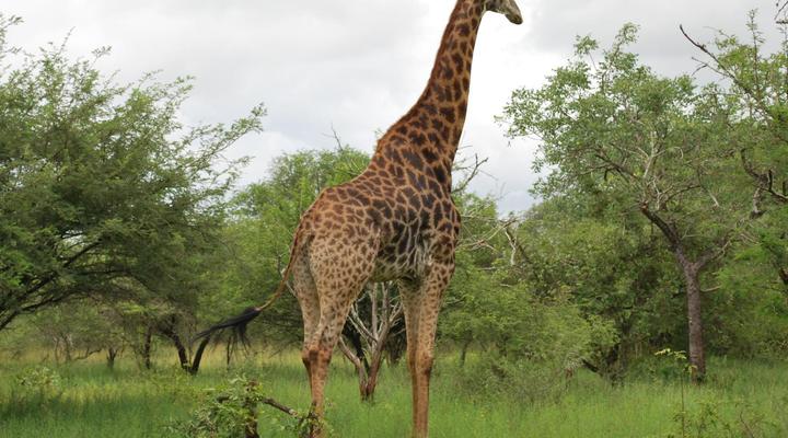 Henk van Rooyen Park