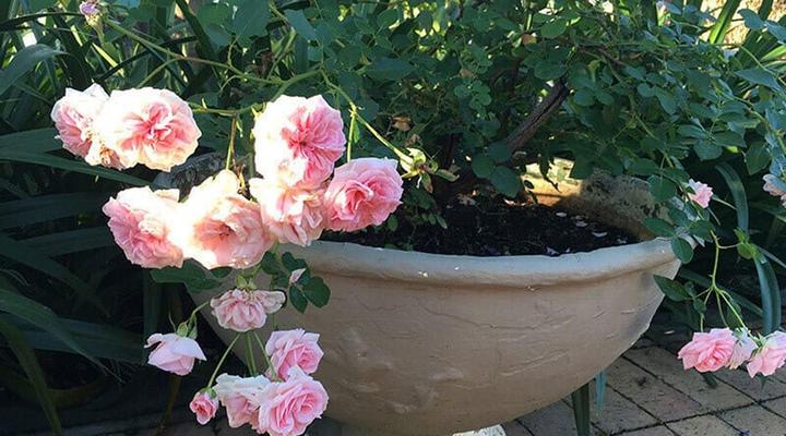 Peaches and Cream B&B