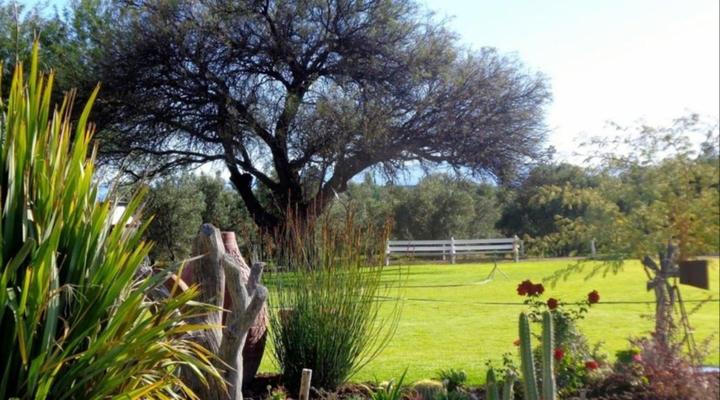 Olive Grove Guest Farm
