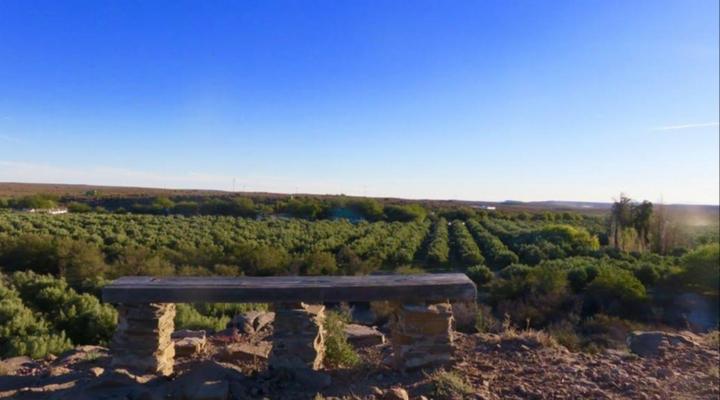 Olive Grove Guest Farm