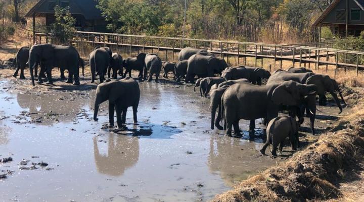 Chobe Mopani Forest Lodge