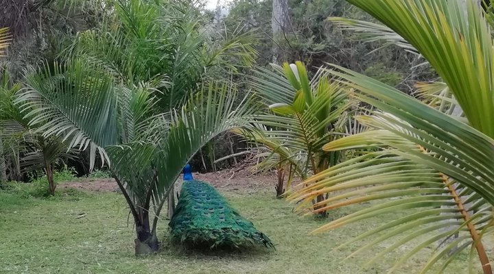 Umfolozi River Lodge and Bird Park