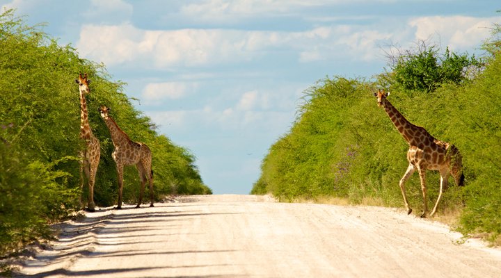 Mokuti Etosha Lodge