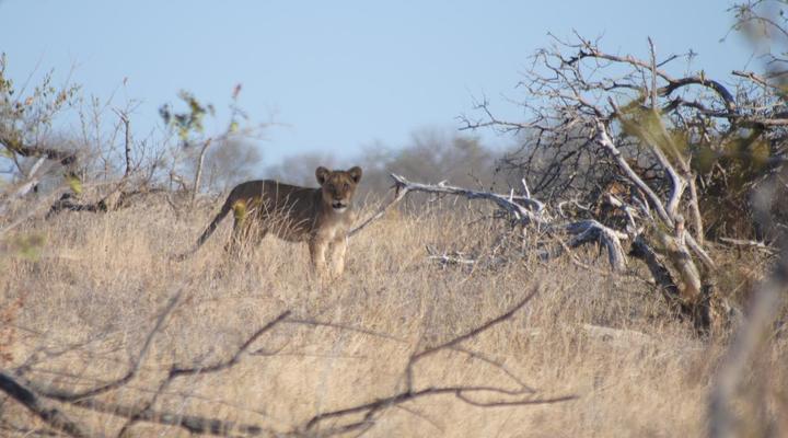 Ku Sungula Safari Lodge