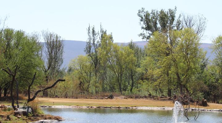 Little Swift Chalets