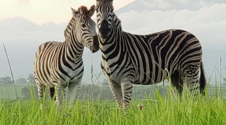 Buff and Fellow Eco Cabins