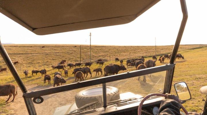 Buff and Fellow Eco Cabins