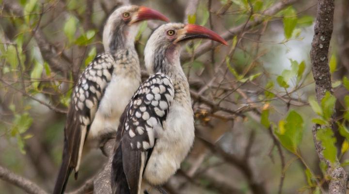 Thabaledi Game Lodge