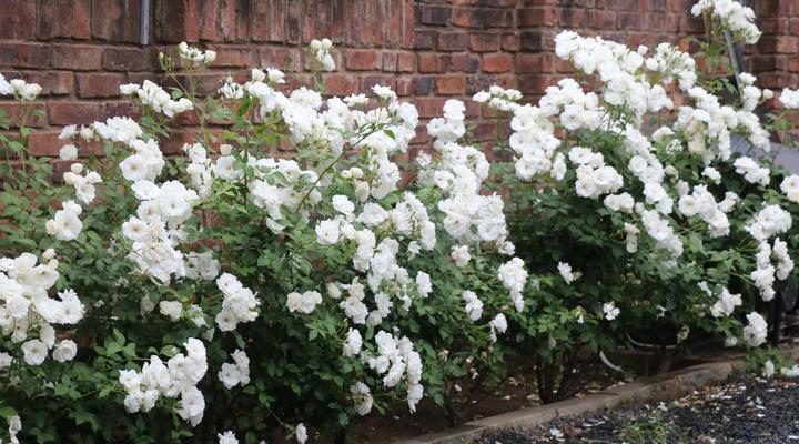 Lavender Lane Guest House