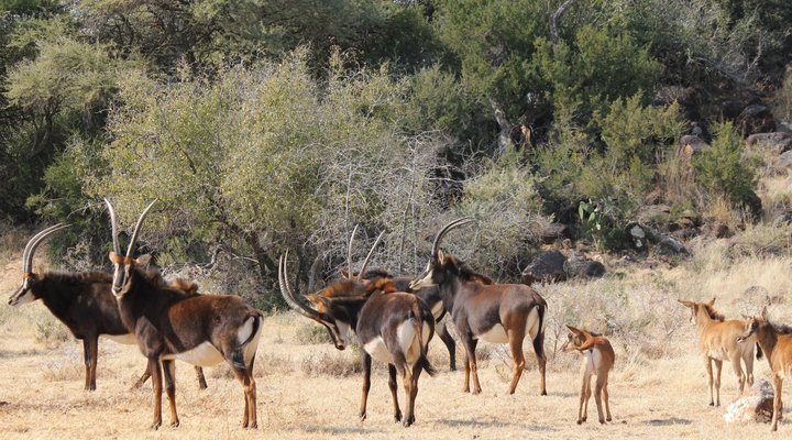 Lodule Boutique Camping