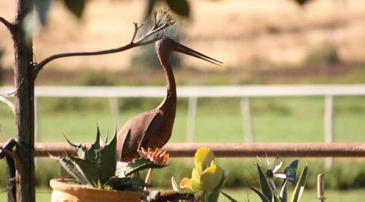 Morning Glory Cottages
