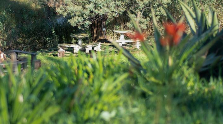 Clydesdale on Lions River