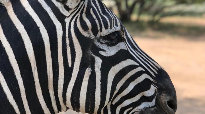 Migrate Kruger View Apartments