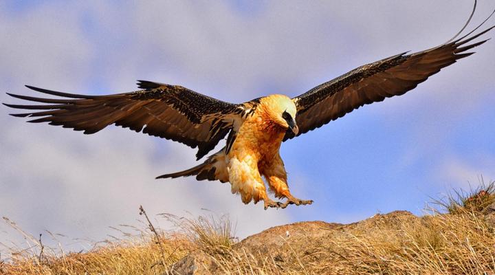 Witsieshoek Mountain Lodge