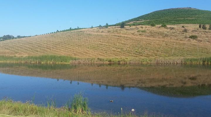 Paul Wallace Wines and Guest Cottages