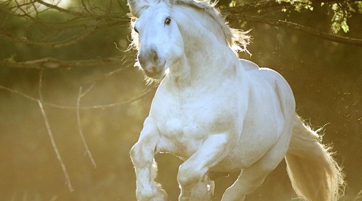 Outeniqua Moon Stud and Guest Farm