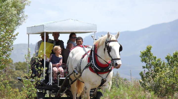 Outeniqua Moon Stud and Guest Farm