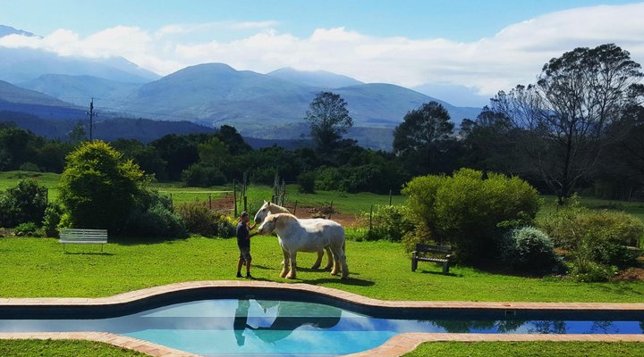 Outeniqua Moon Stud and Guest Farm