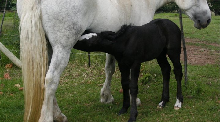 Outeniqua Moon Stud and Guest Farm