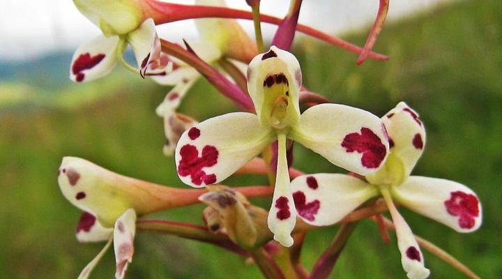 Woodcliffe Country House