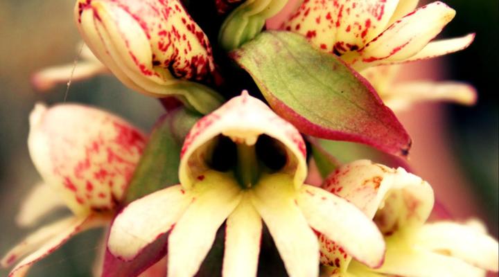 Woodcliffe Country House