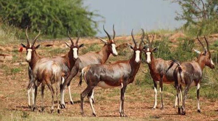 Oldenburg Lodge & Game Park