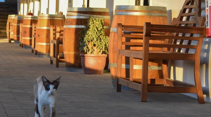 Middelplaas Paarl Guesthouse