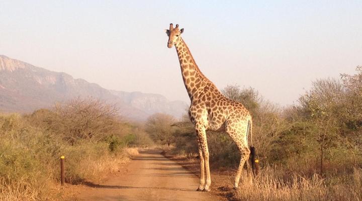 Royal Jozini Sweet Thorn Lodge