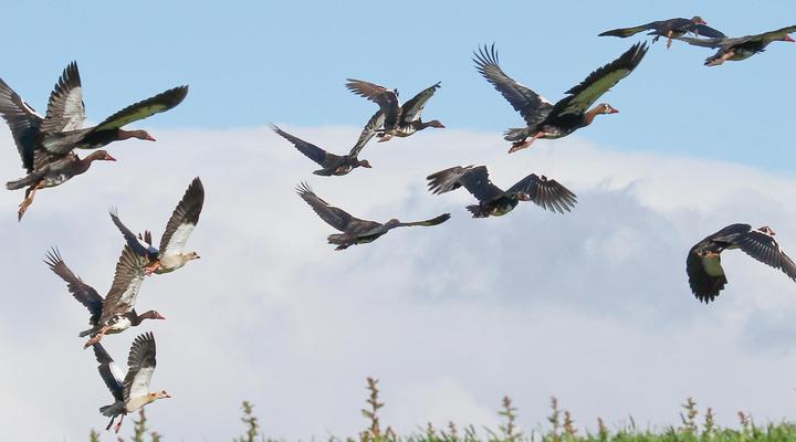 Appelsbosch Guest House