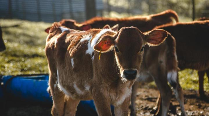 Appelsbosch Guest House