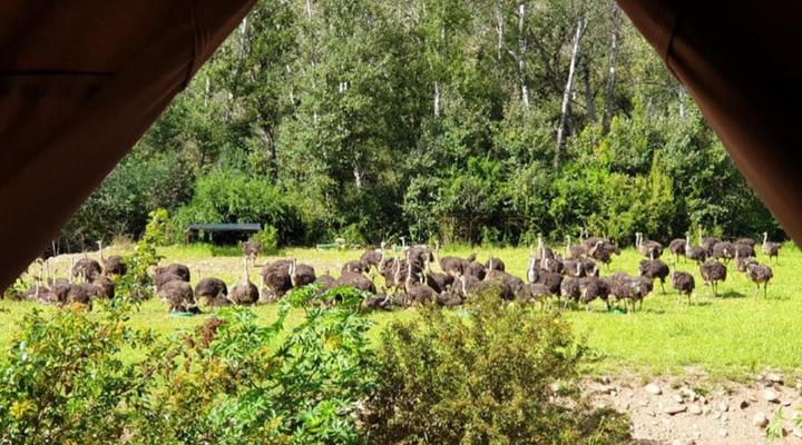 Old Mill Country Lodge, Working Ostrich Farm & Restaurant