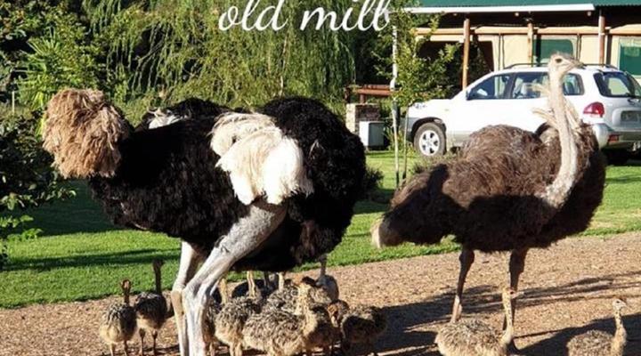 Old Mill Country Lodge, Working Ostrich Farm & Restaurant
