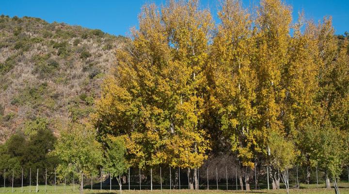 Old Mill Country Lodge, Working Ostrich Farm & Restaurant