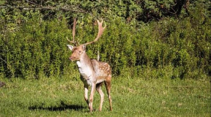 Old Mill Country Lodge, Working Ostrich Farm & Restaurant