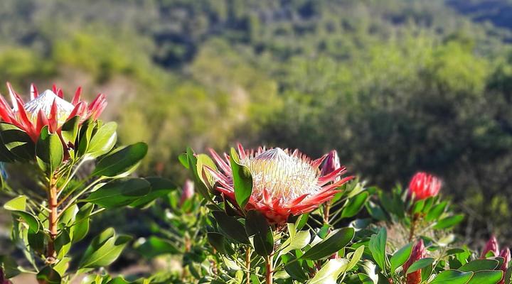 Woodlands Self-catering